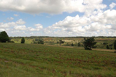 The forest near Hartfield by James the chimney sweep