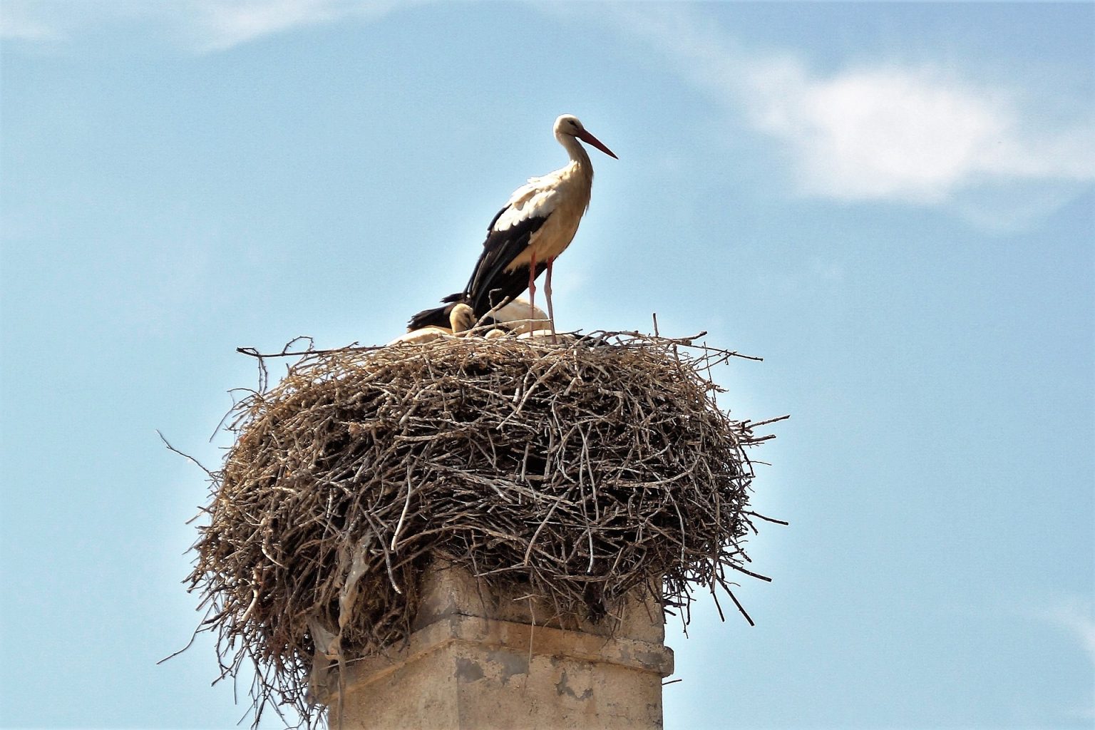 chimney sweep birds in fireplace chimney sweep birds in fireplace