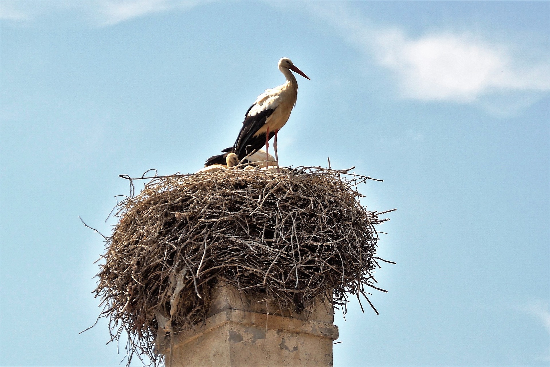 How to Get Rid of a Birds Nest Properly